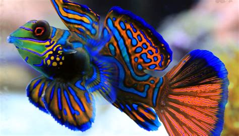 espécies de peixe ornamental